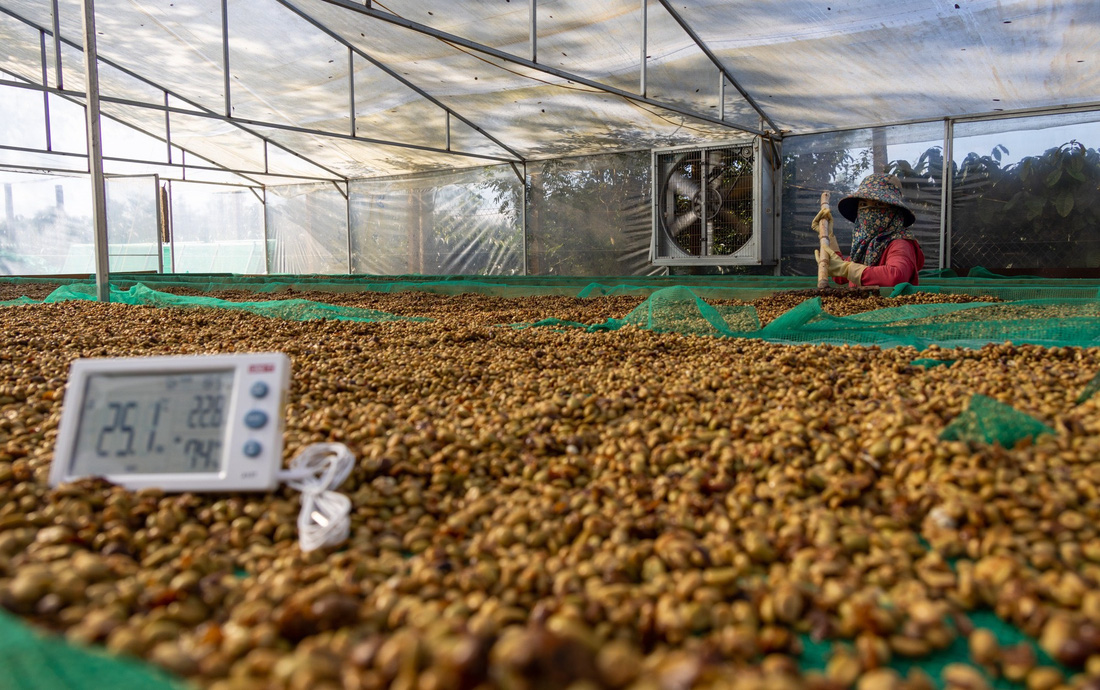 Nông dân Đắk Lắk phơi cà phê nguyên trái theo phương pháp Natural - Ảnh: TRUNG TÂN