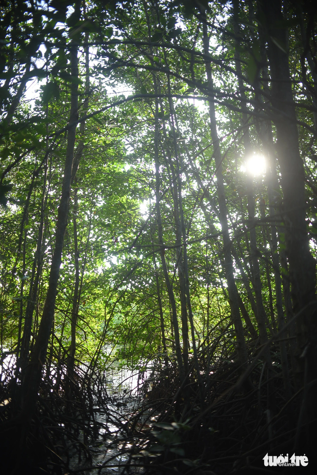 Những cánh rừng ngập mặn tỏa bóng xanh mát quanh năm khiến nơi đây trở thành thiên đường của chim muông - Ảnh: LÂM THIÊN