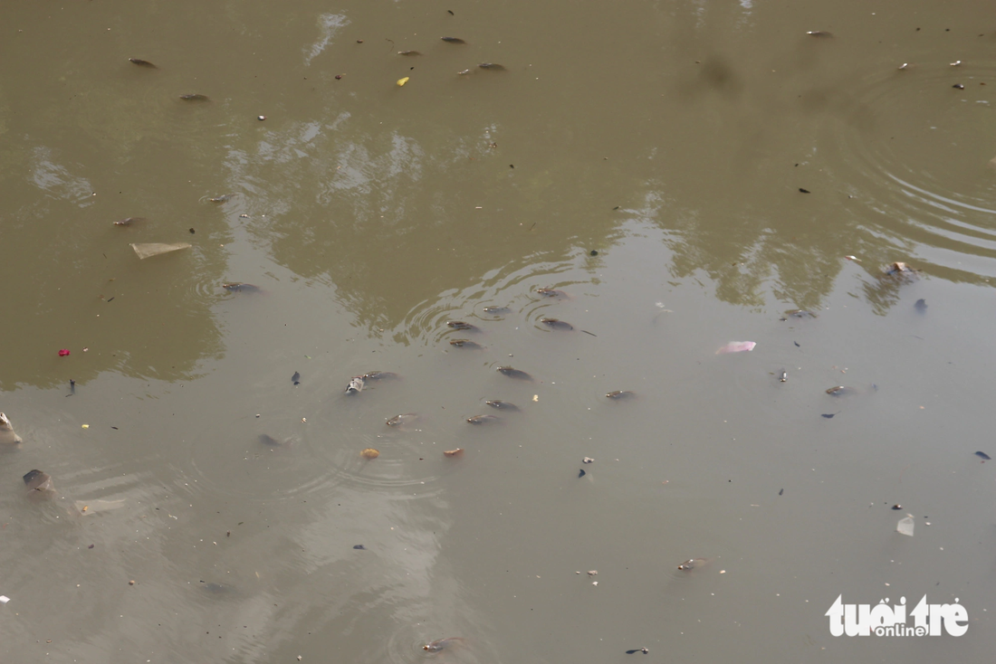 Rác thải, cá nổi dày đặc trên kênh Nhiêu Lộc - Thị Nghè sau cơn mưa lớn - Ảnh 1.