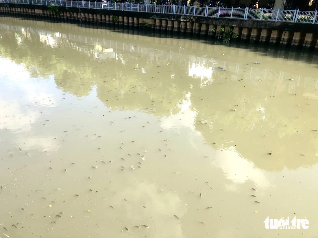 Rác thải, cá nổi dày đặc trên kênh Nhiêu Lộc - Thị Nghè sau cơn mưa lớn - Ảnh 2.