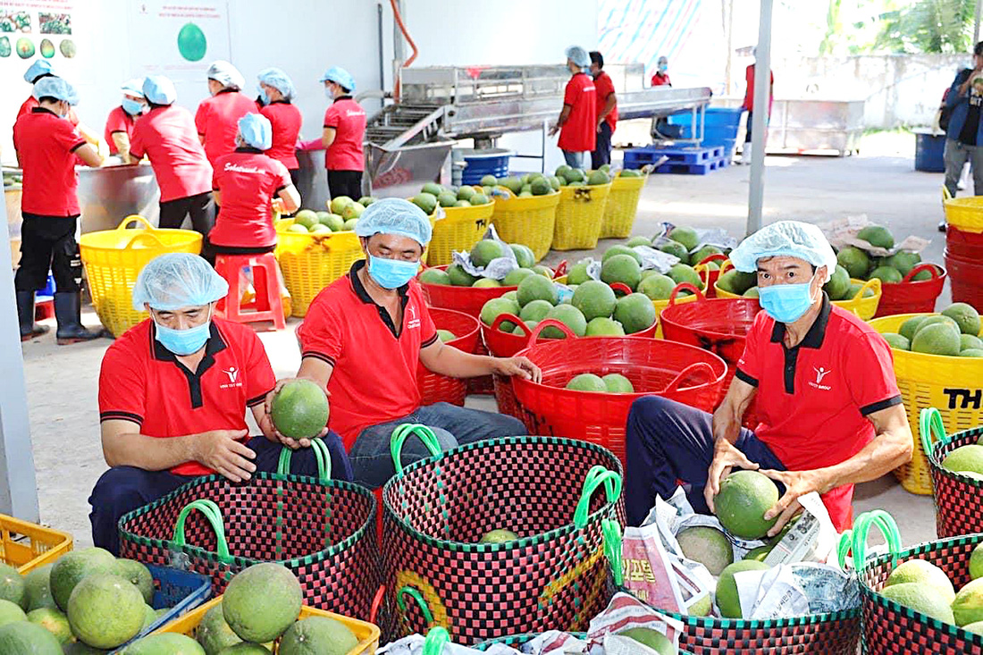 Sản phẩm nông sản của Công ty Vina T&T được làm sạch, đóng gói để xuất khẩu - Ảnh: NGUYỄN TÙNG