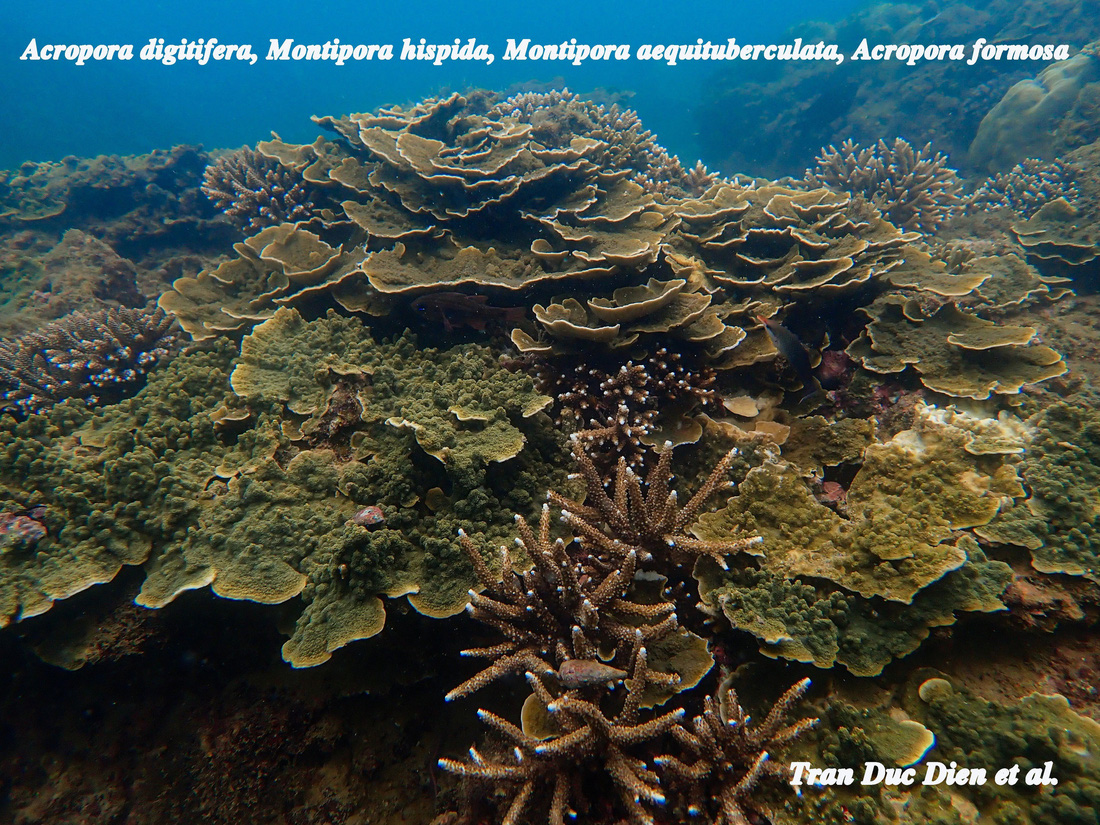 Rạn san hô đa dạng ở Hòn Chồng - Ảnh TRẦN ĐỨC ĐIỀN chụp năm 2022