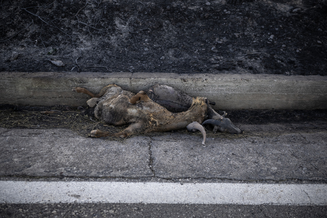 Xác những con dê bị cháy nằm trên một con đường ở đảo Rhodes ngày 25-7 - Ảnh: AFP