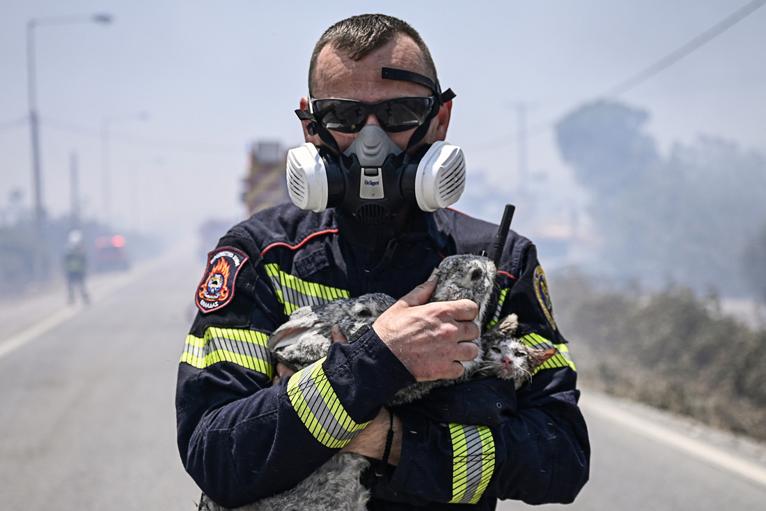 Lính cứu hỏa ôm trên tay một con mèo và hai con thỏ vừa được giải cứu khỏi đám cháy rừng ở khu vực làng Kiotari và Genadi, đảo Rhodes - Ảnh: AFP