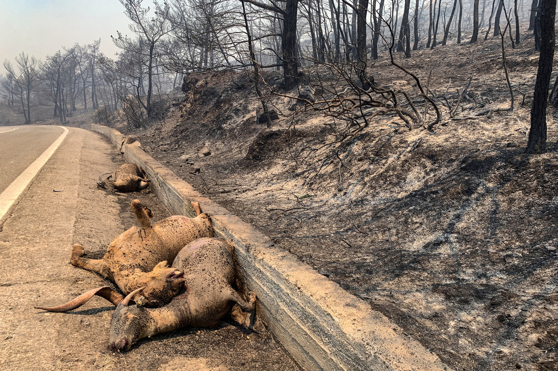 Xác động vật chết cháy nằm bên đường ở Asklipeio, đảo Rhodes - Ảnh: AFP