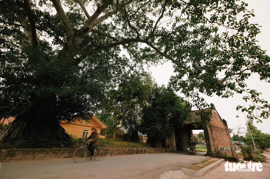 Các tour du lịch quanh Hà Nội đến làng cổ Đường Lâm, rừng thông Ba Vì, Tam Đảo... được khách du lịch quan tâm - Ảnh: MAI THƯƠNG