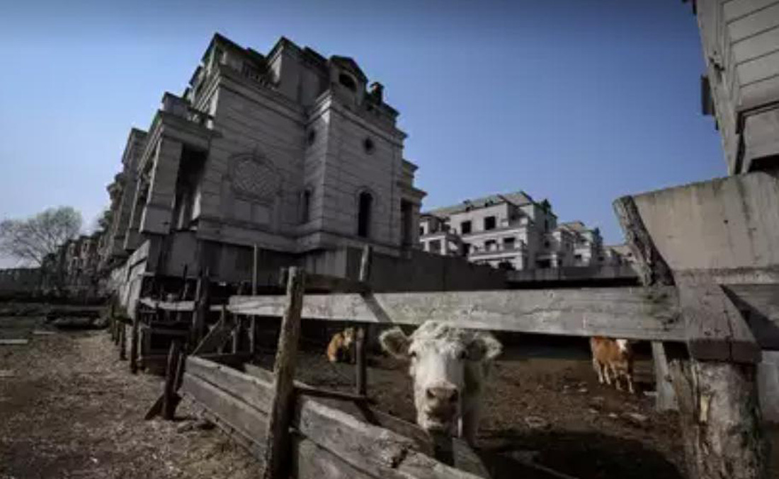 Những biệt thự bỏ hoang ở ngoại ô Thẩm Dương, tỉnh Liêu Ninh, Trung Quốc đang trở thành trang trại nuôi bò - Ảnh: AFP