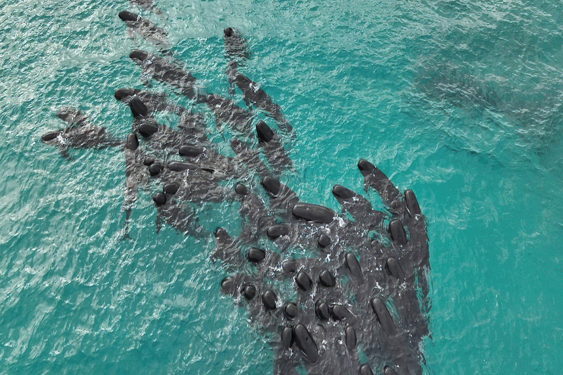 Đàn cá voi trước khi mắc cạn - Ảnh: AFP