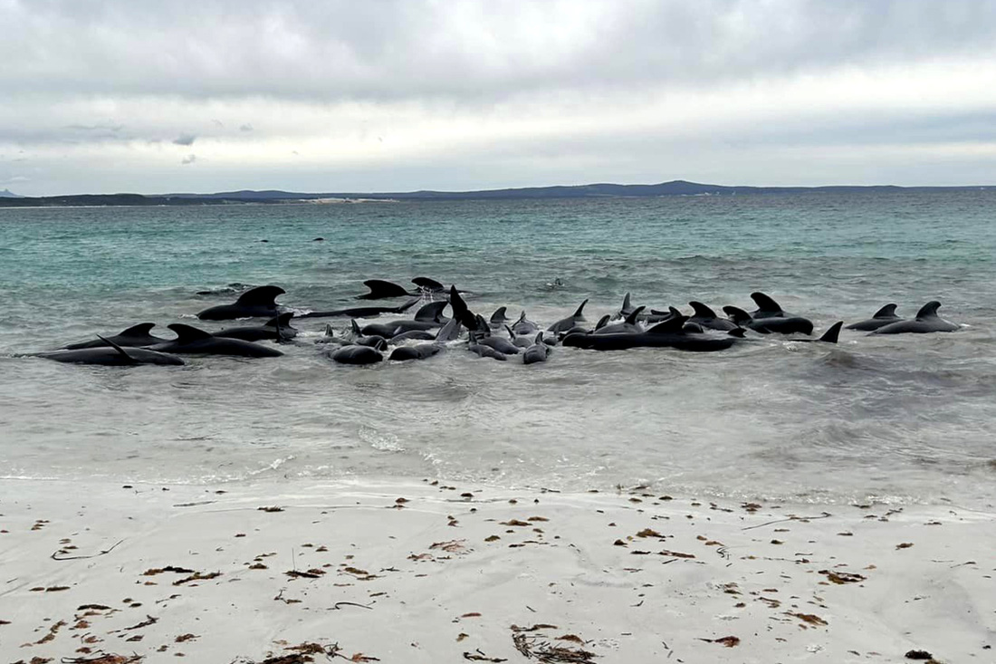 Đàn cá voi mắc cạn ngày 25-7 - Ảnh: AFP