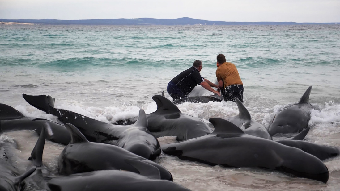 Người dân địa phương giúp đẩy cá voi ra khỏi bờ biển - Ảnh: AFP
