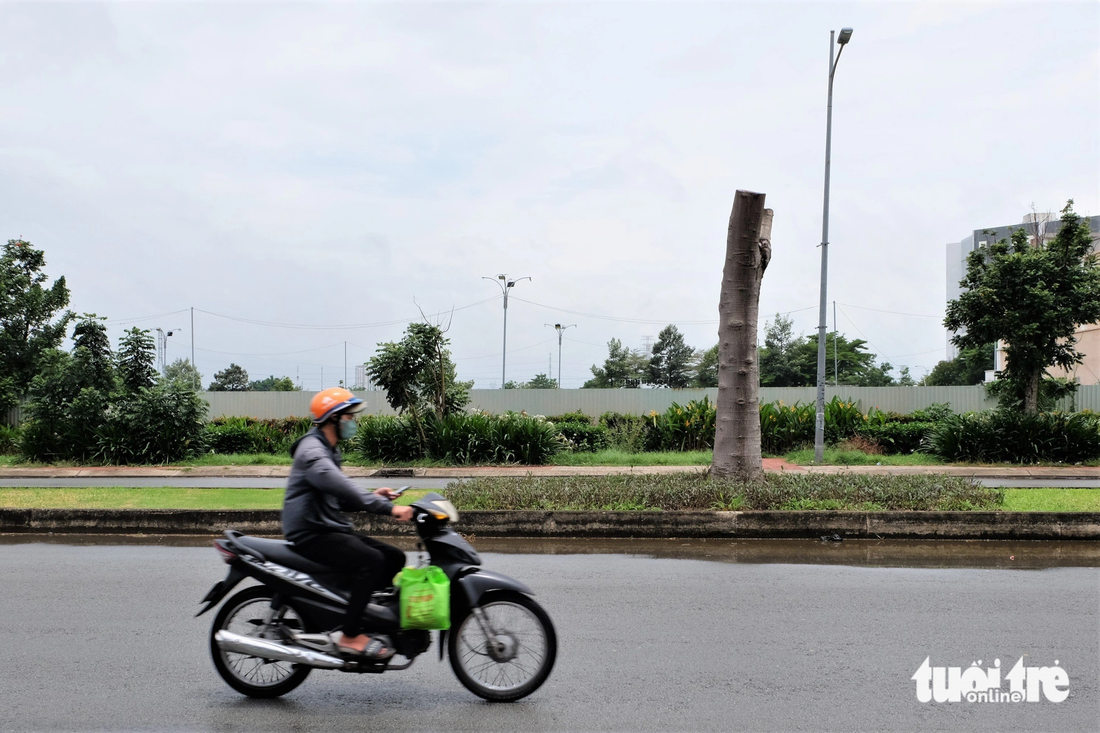 Việc cắt tỉa cây xanh chỉ trơ thân như thế này là sai kỹ thuật - Ảnh: PHƯƠNG NHI