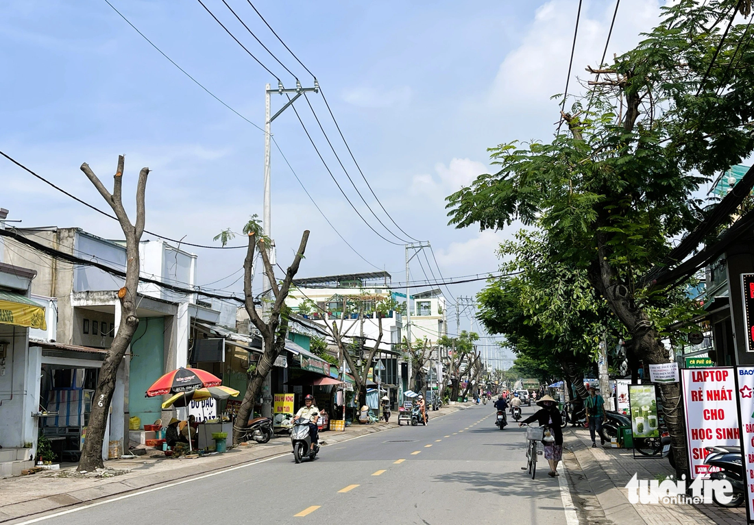 Hàng cây trên đường Nguyễn Bình, huyện Nhà Bè bị cắt tỉa trơ trọi - Ảnh: LÊ PHAN