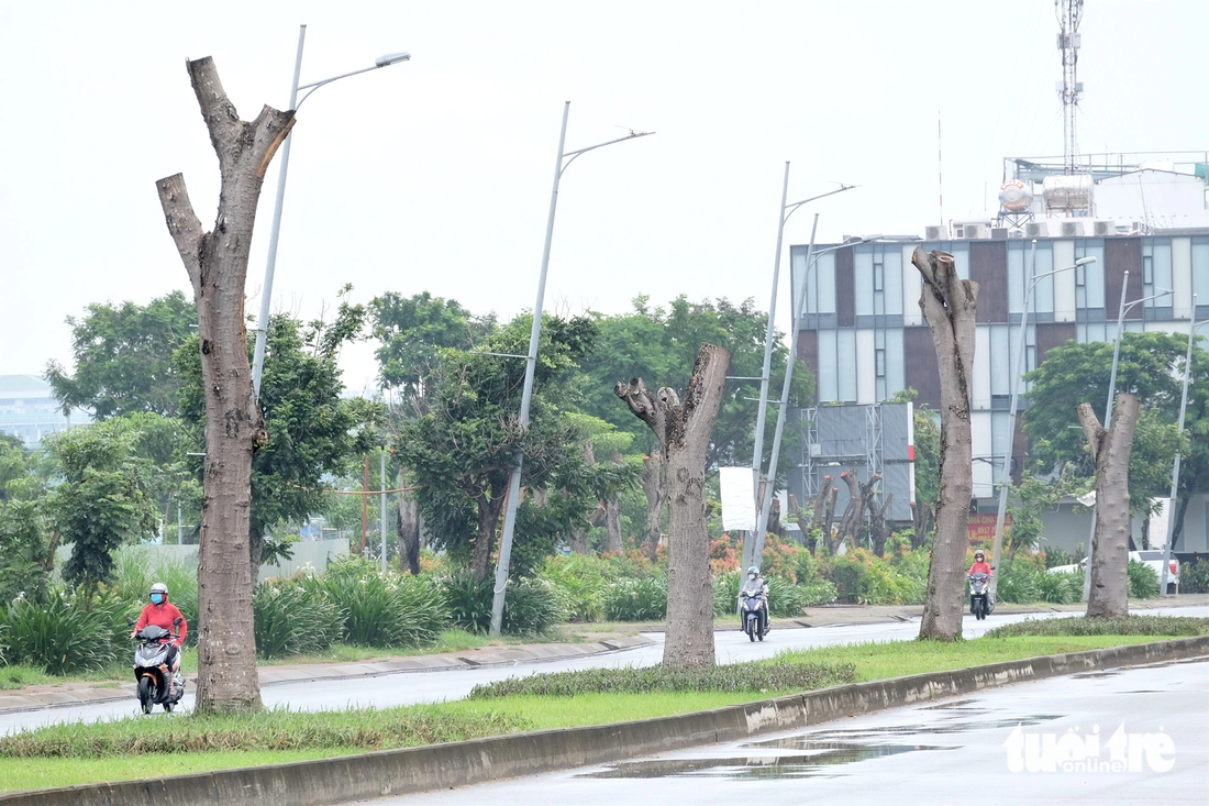 Hàng cây phượng gồm 12 cây trên đường D5 thuộc khu y tế kỹ thuật cao Hoa Lâm Shangri-La, quận Bình Tân đang trong tình trạng trụi lủi - Ảnh: PHƯƠNG NHI