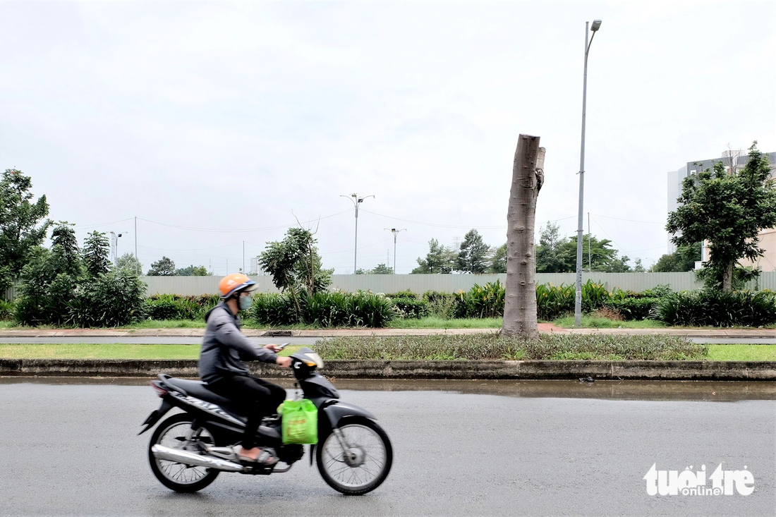 Việc cắt tỉa cây xanh trơ thân như thế này là sai kỹ thuật - Ảnh: PHƯƠNG NHI