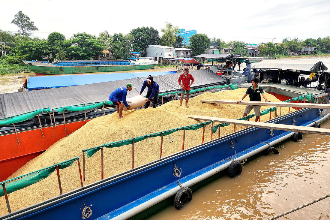 Nông dân huyện Châu Phú (An Giang) đưa lúa ra cặp sông Hậu để bán cho  thương lái - Ảnh: BỬU ĐẤU