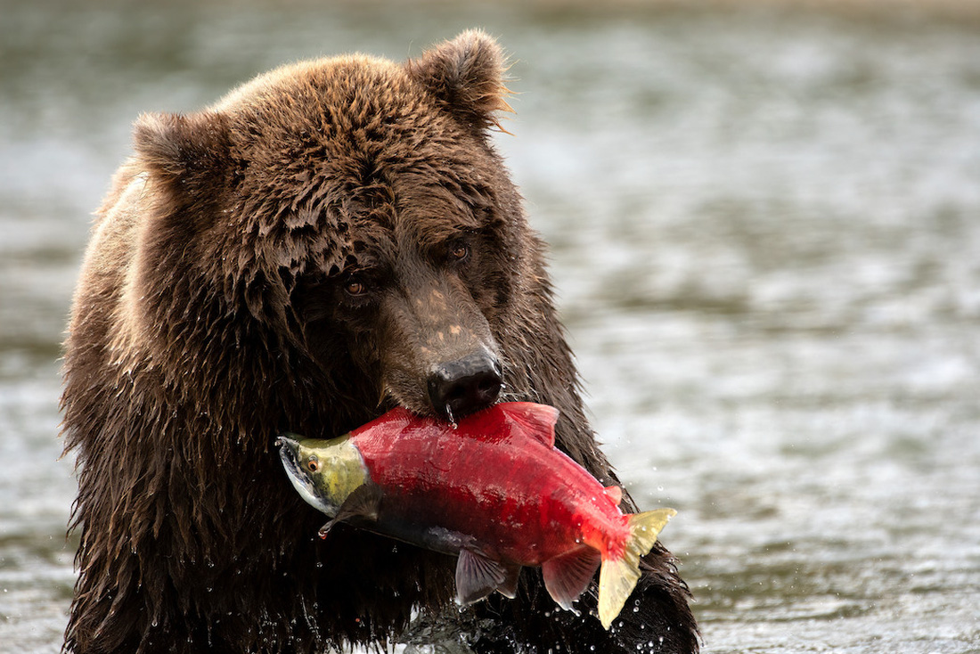 Một con gấu có thể ăn tới 40 con cá hồi mỗi ngày - Ảnh: NETFLIX