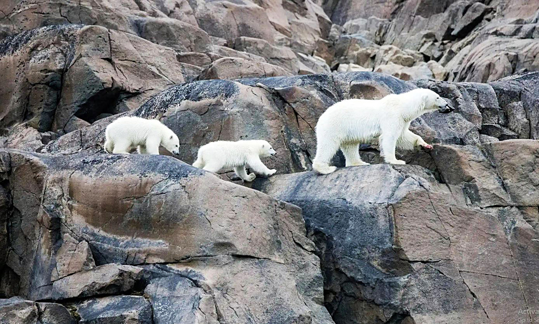 Ba mẹ con gấu trắng ở Bắc Cực phải chật vật để tìm thức ăn khi băng ngày càng tan nhanh