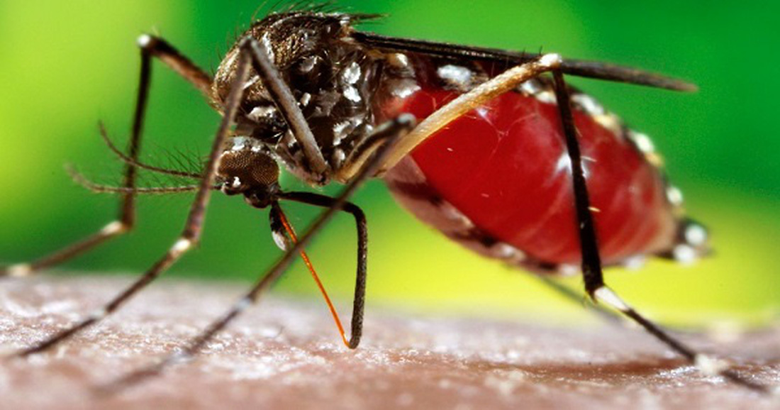 Muỗi truyền bệnh sốt xuất huyết 
