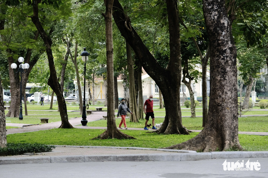 Những hàng cây xanh tại công viên Thống Nhất - Ảnh: NAM TRẦN
