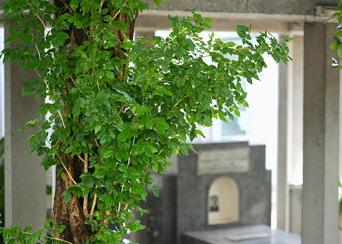 Xung quanh mộ cố nhà văn là cây nguyệt quế trăm tuổi - do hồi còn sống cụ thích loài hoa này. Mỗi lần hoa nở rụng trắng ngợp sân.