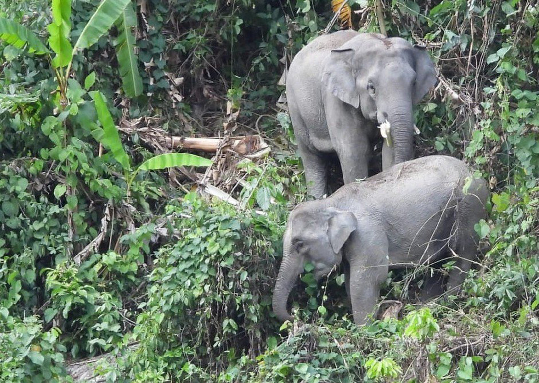 Chung tay bảo tồn voi hoang dã là thông điệp chính của giải chạy khám phá Nông Sơn năm nay - Ảnh: UBND huyện Nông Sơn 