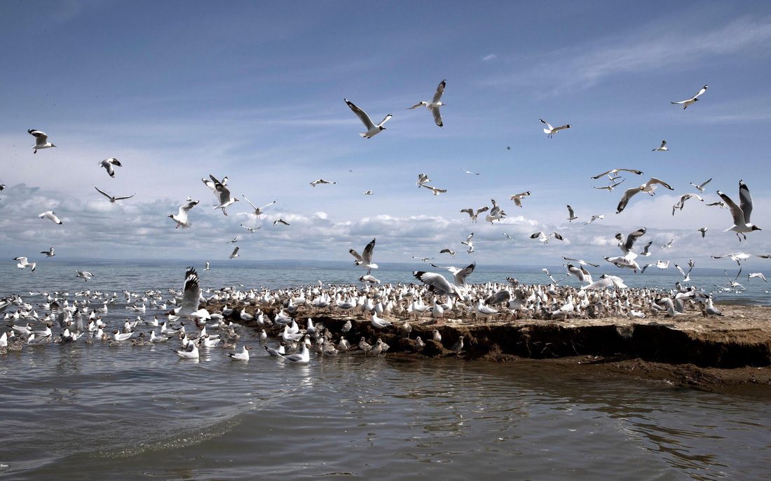 Đảo chim ở hồ Thanh Hải - thuộc khu Ramsar rộng 53.600ha ở Trung Quốc - Ảnh: China Dialogue/Alamy