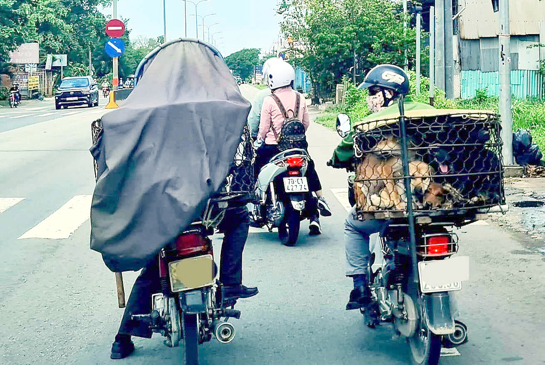 Xe máy chở chó đến lò mổ