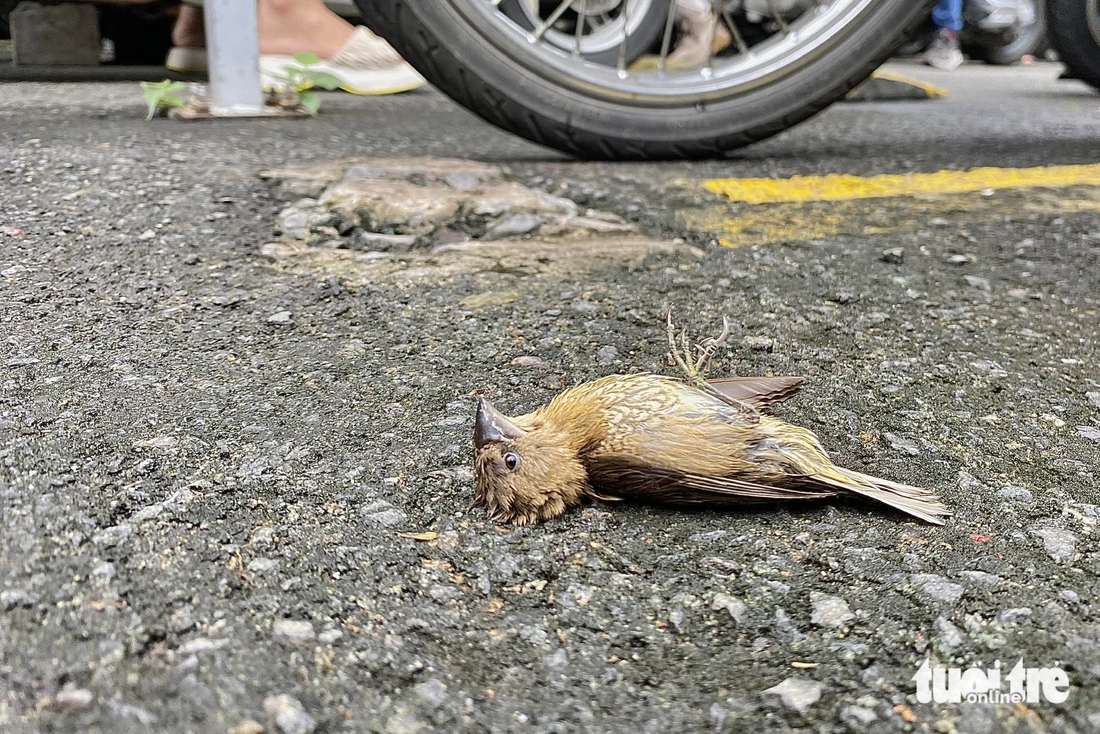 Chim ngay sau khi được phóng sinh đã trở nên ngắc ngoải nằm chờ chết - Ảnh: TIẾN QUỐC