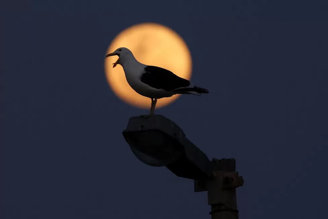Một chú chim hải âu in bóng trên Mặt trăng tại Cape Town, Nam Phi. Vào tối 30-8, Mặt trăng chỉ cách Trái đất 357.344km. Vì khoảng cách ngắn hơn thông thường nên nhìn từ mặt đất, người xem thấy Mặt trăng to và sáng hơn nhiều - Ảnh: REUTERS