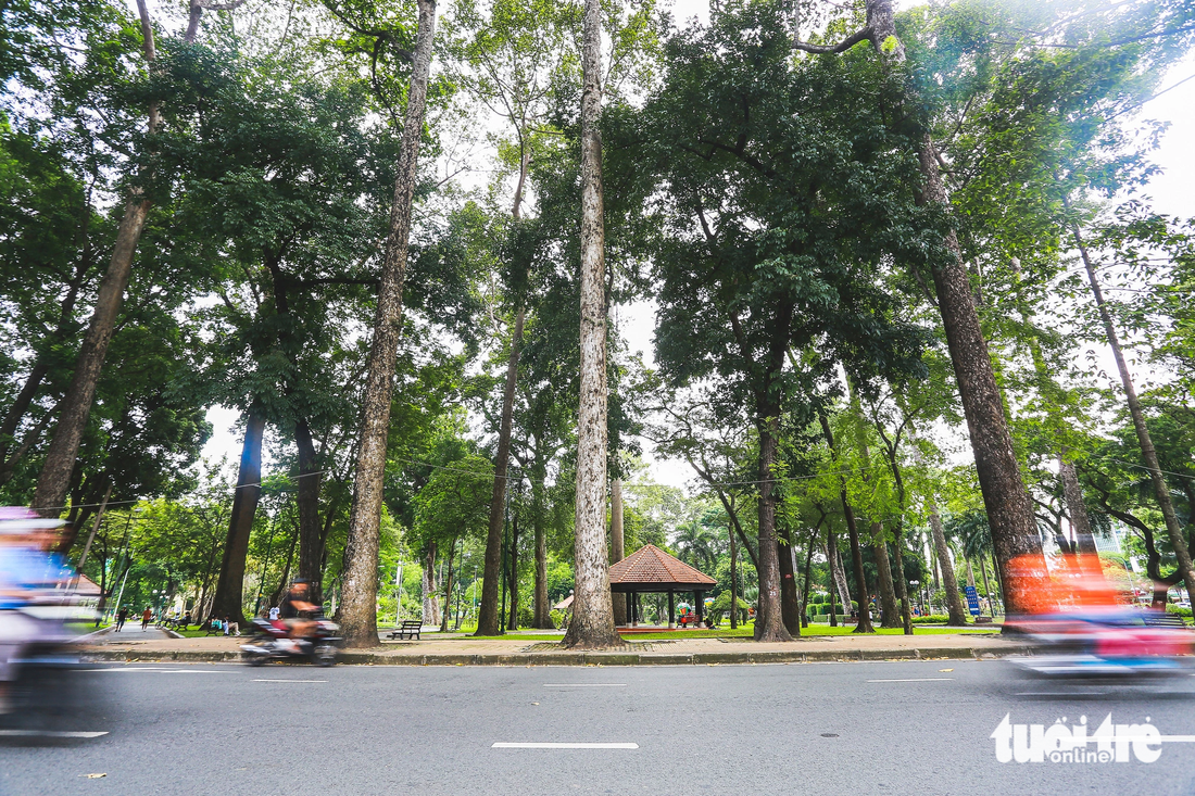 Những hàng cây cổ thụ xanh mát ở công viên Tao Đàn (quận 1) đã trở thành hình ảnh ấn tượng trong lòng người dân thành phố và du khách.