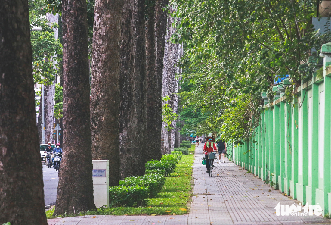 Theo người dân khu vực, hàng cây trên đường Nguyễn Bỉnh Khiêm (quận 1) đã được trồng từ những năm 1890. Đa số giống được chọn là cây sọ khỉ, chiều cao của cây có thể lên đến hàng chục mét, phải ba người mới ôm xuể thân cây.