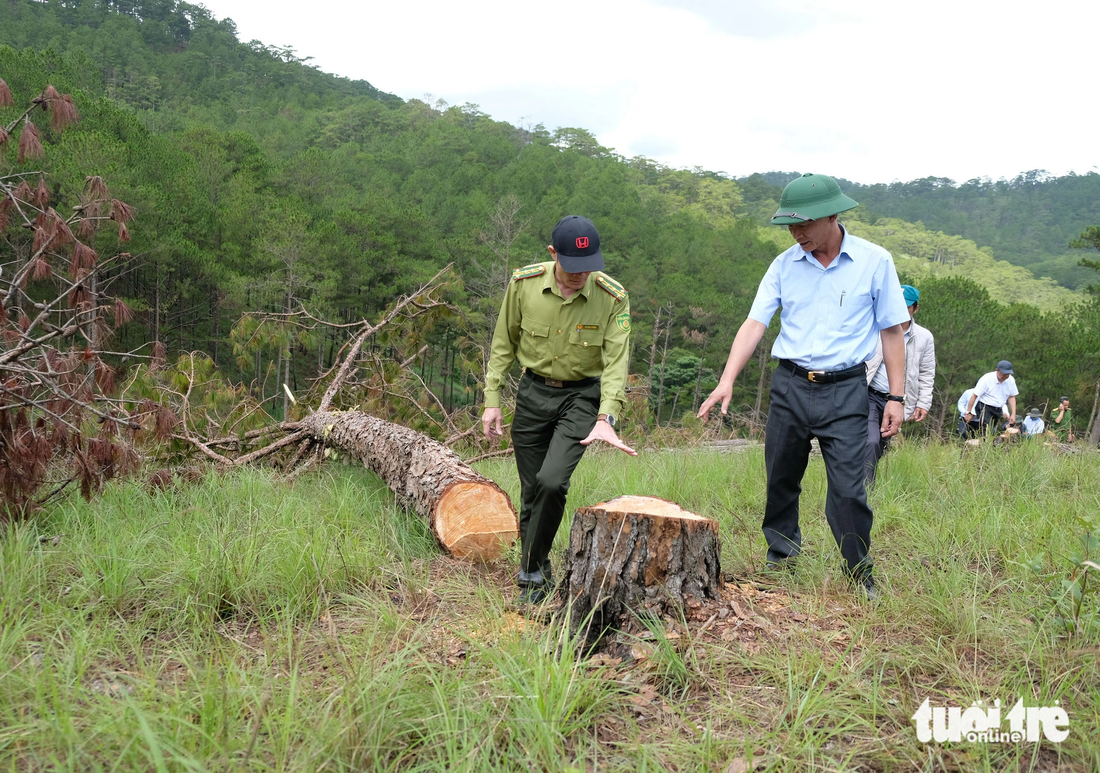 Ông Trần Văn Hiệp, chủ tịch UBND tỉnh Lâm Đồng (bìa phải), kiểm tra hiện trường vụ phá rừng trên quy mô lớn TP. Đà Lạt - Ảnh: M.V.