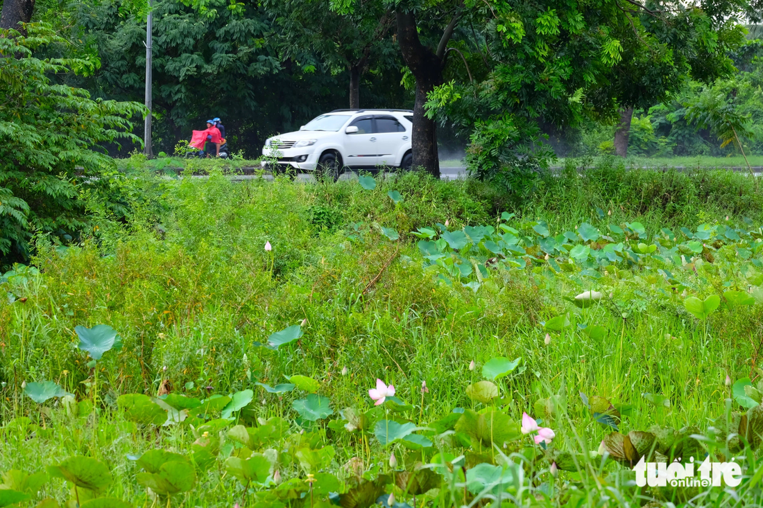 Sen được trồng nhưng còn xen lẫn cỏ dại giữa đường Nguyễn Văn Linh, đoạn qua xã An Phú Tây, huyện Bình Chánh, TP.HCM
