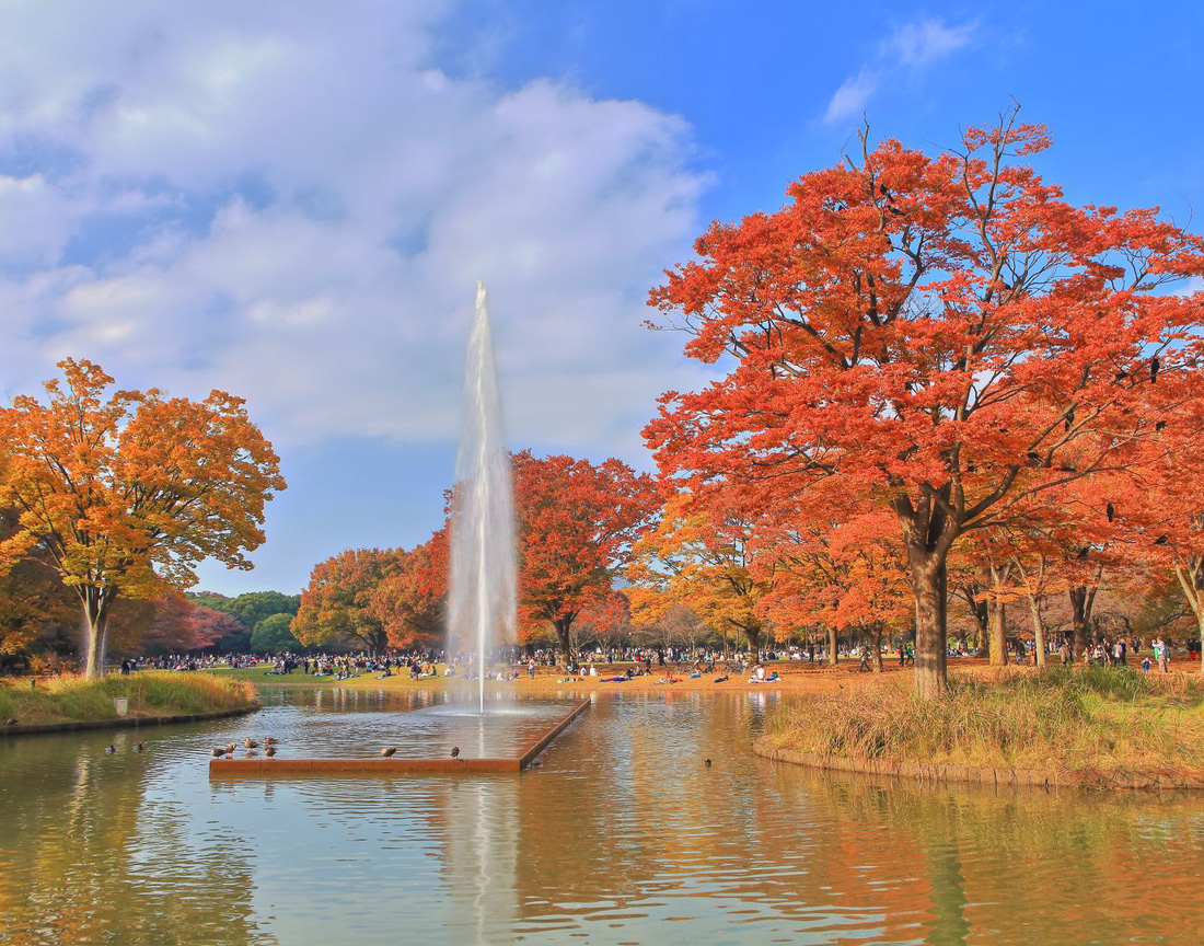 Cảnh sắc tuyệt đẹp ở công viên Yoyogi (Tokyo, Nhật Bản) - Ảnh: gotokyo.org