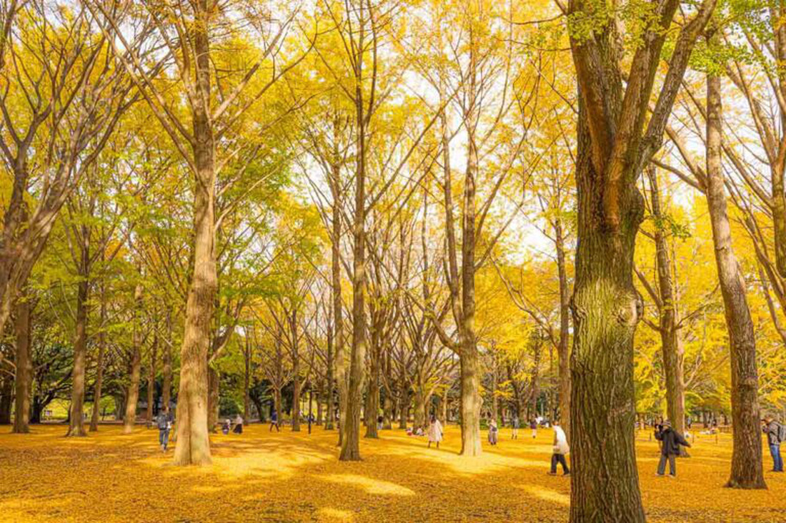Cảnh sắc mùa thu ở công viên Yoyogi - Ảnh: tokyotourists.com