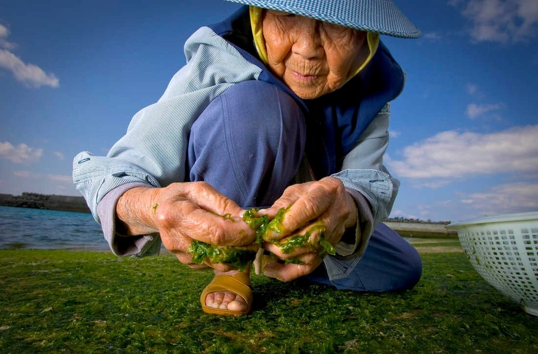 Cụ Kame Ogito, 89 tuổi, thu thập rong biển khi thủy triều xuống ở Motobu, Okinawa, Nhật Bản (Ảnh minh họa: NPR)