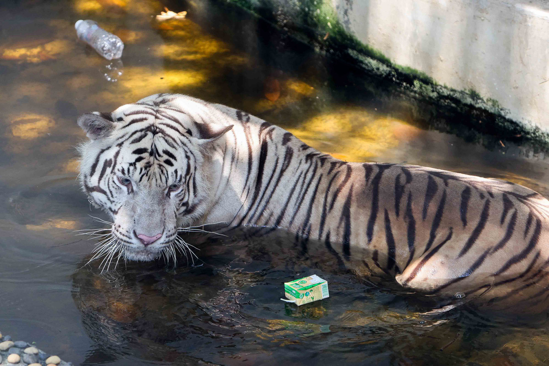 Một số du khách thiếu ý thức đã ném vỏ hộp và vỏ chai nước xuống khu vực sinh sống của hổ tại công viên Thủ Lệ - Ảnh: NGUYỄN KHÁNH