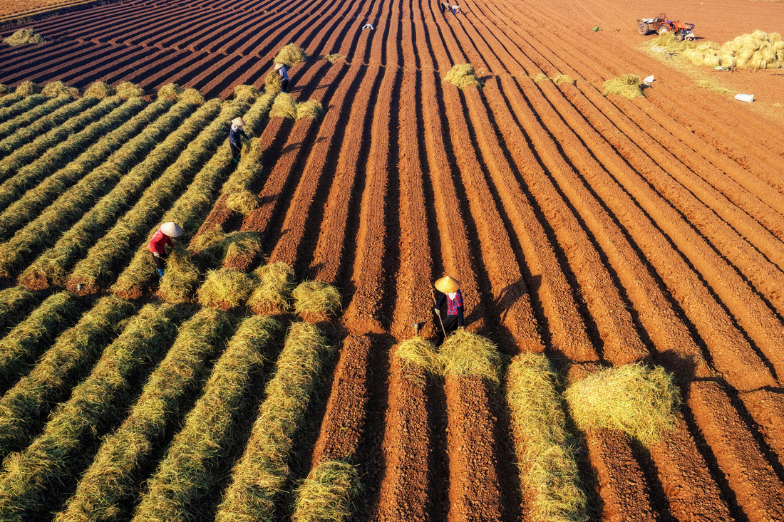 Tác phẩm Áp dụng mô hình kinh tế tuần hoàn trong nông nghiệp trên cánh đồng cà rốt của Đinh Hải Ngọc đoạt giải nhì