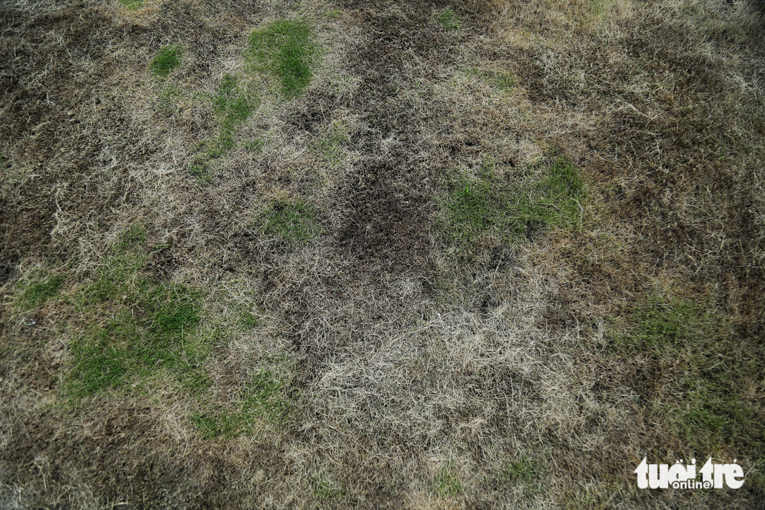Phần lớn thảm cỏ xanh dần bị cháy khô.