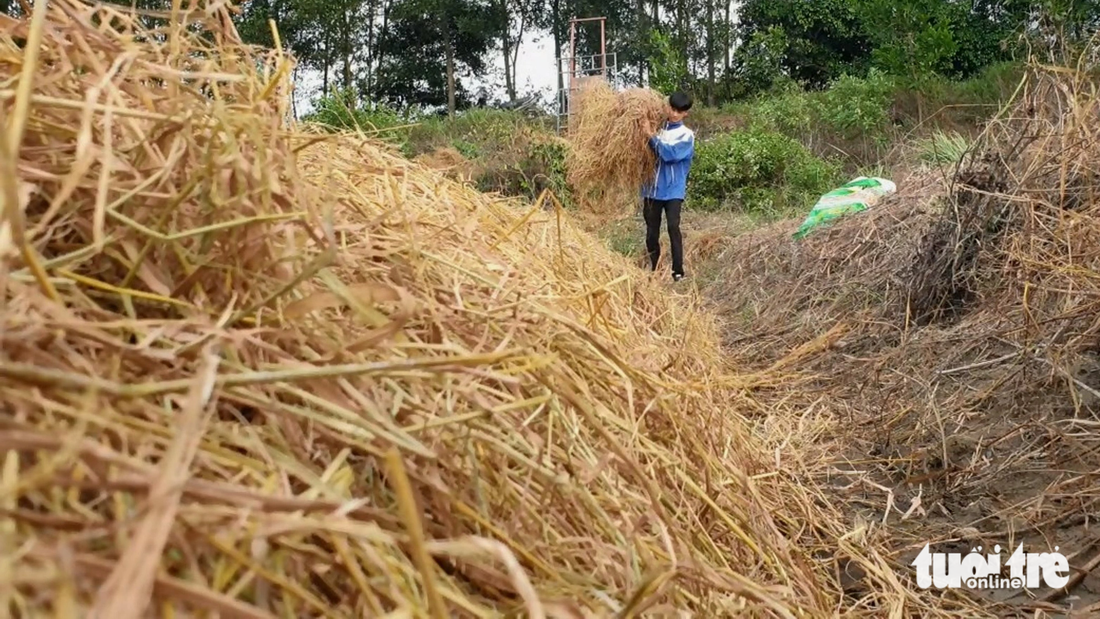 Ngoài giờ học, Mai Tuấn Kiệt còn giúp đỡ ba mẹ việc đồng áng - Ảnh: QUỐC NAM