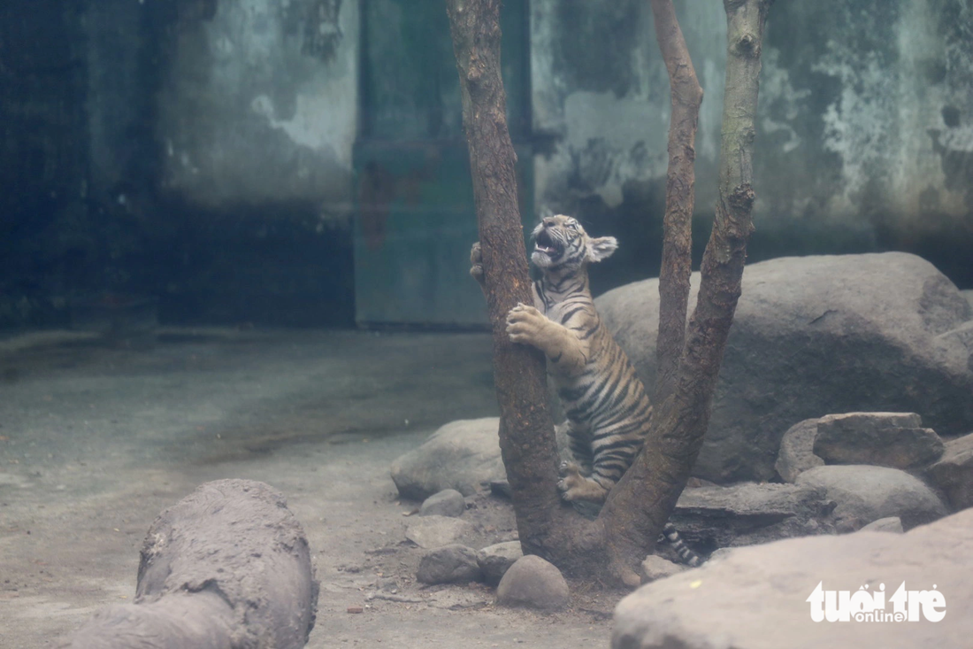 Hổ Bengal 4 tháng tuổi trong cặp hổ Bình - Dương được sinh ra trong môi trường nuôi nhốt tại Thảo cầm viên Sài Gòn