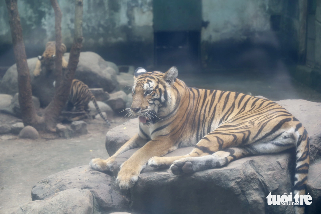 Hổ mẹ Bengal là 1 trong 4 con hổ được Thảo cầm viên tiếp nhận cứu hộ từ Chi cục Kiểm lâm tỉnh Bình Dương vào ngày 23-2-2022