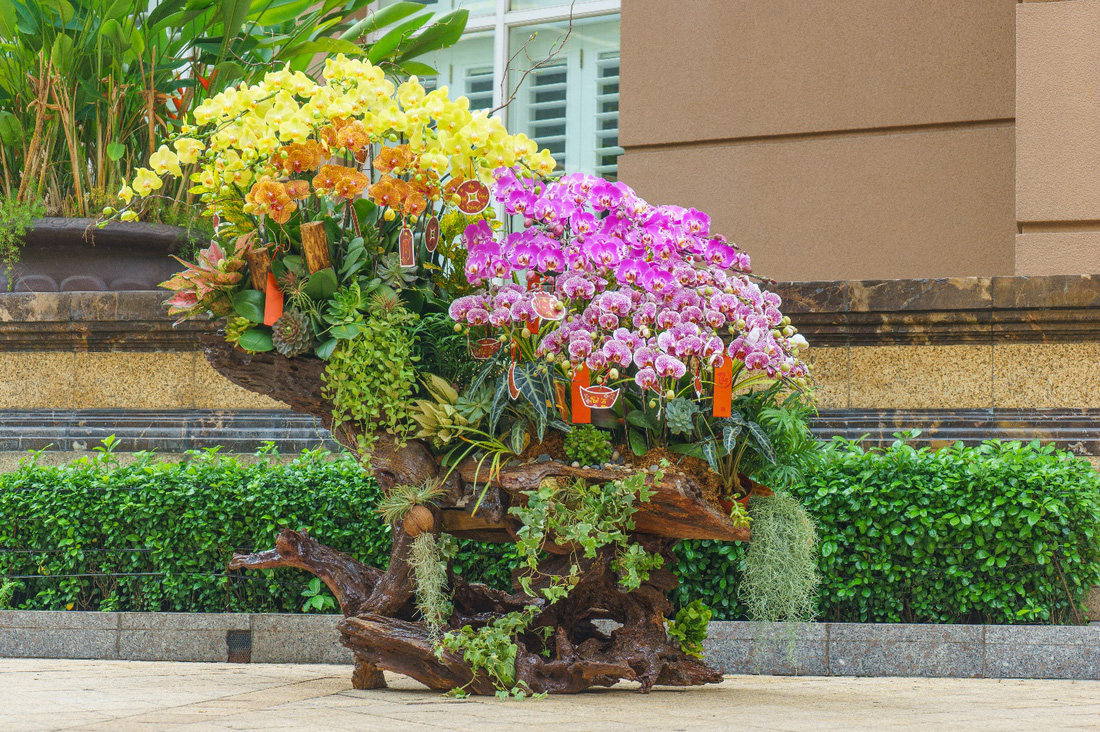 Lũa lan Moon Flower - Món quà sang trọng cho ngày xuân- Ảnh 1.