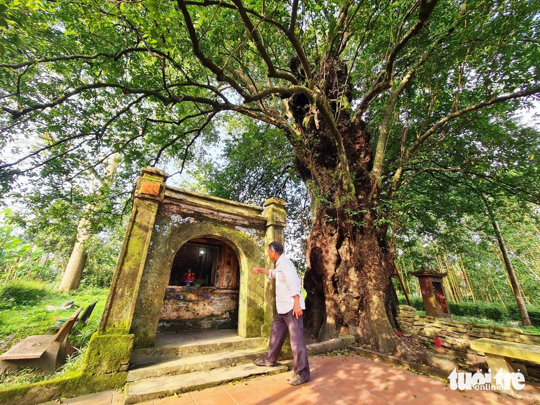 Miếu thờ bên cạnh cây thị hàng trăm năm tuổi ở làng cổ Phước Tích (Thừa Thiên Huế) - Ảnh: NHẬT LINH