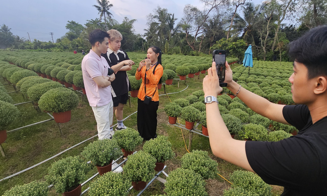 Các TikToker tìm hiểu vườn cúc tại tỉnh Bến Tre để hỗ trợ livestream bán hàng - Ảnh: N.TRÍ