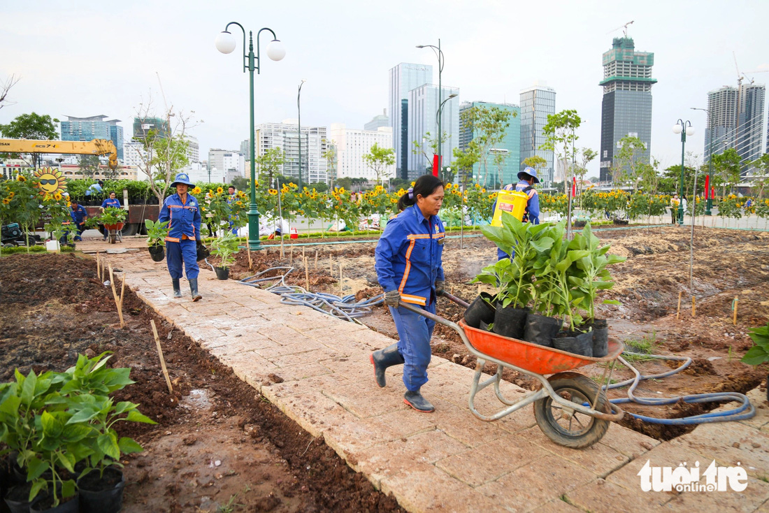 Hơn 17h ngày 17-1, công nhân vẫn tiếp tục vận chuyển cây con hoa hướng dương vào vị trí các luống trồng