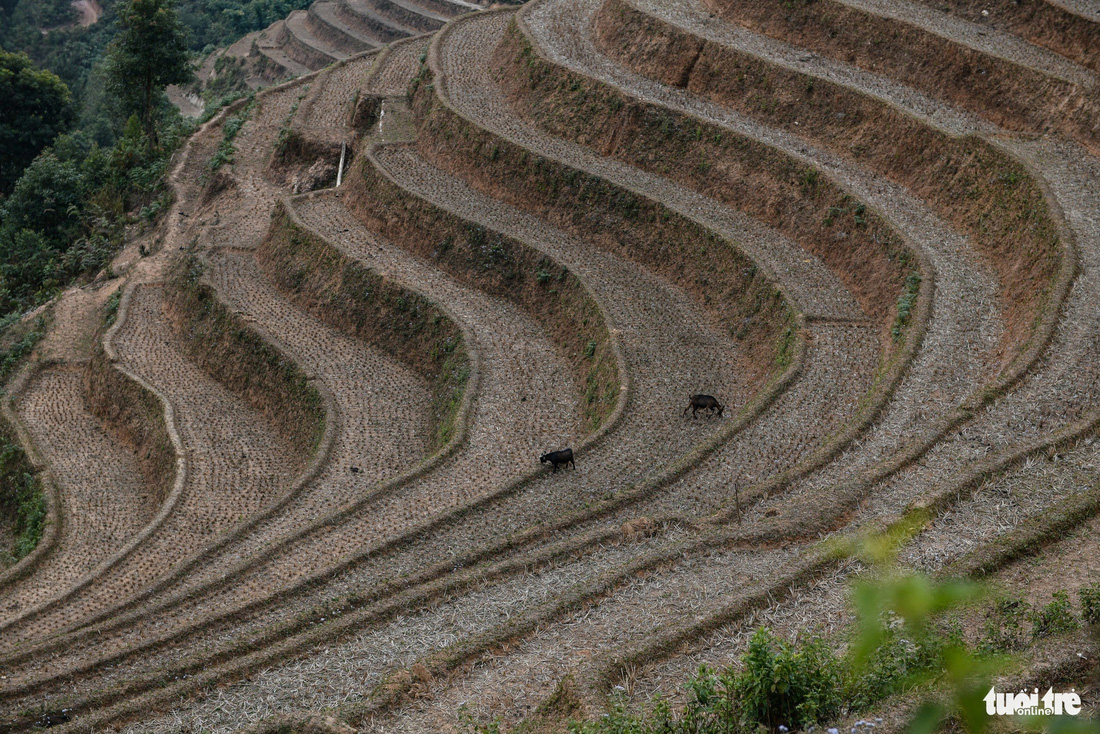 Fat goats looking for grass in the fields - Photo: NAM TRAN