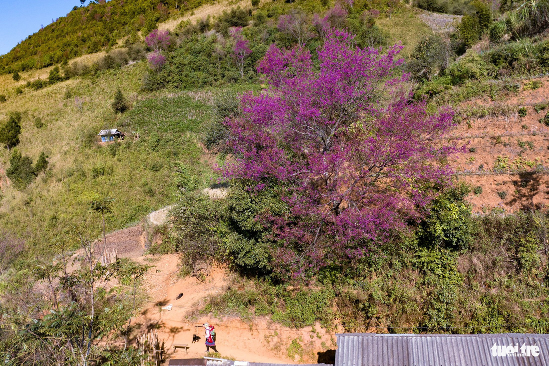 Thick flowers in La Pan Tan grow naturally in the fields, on the hills, and next to the houses of the Mong people - Photo: NAM TRAN
