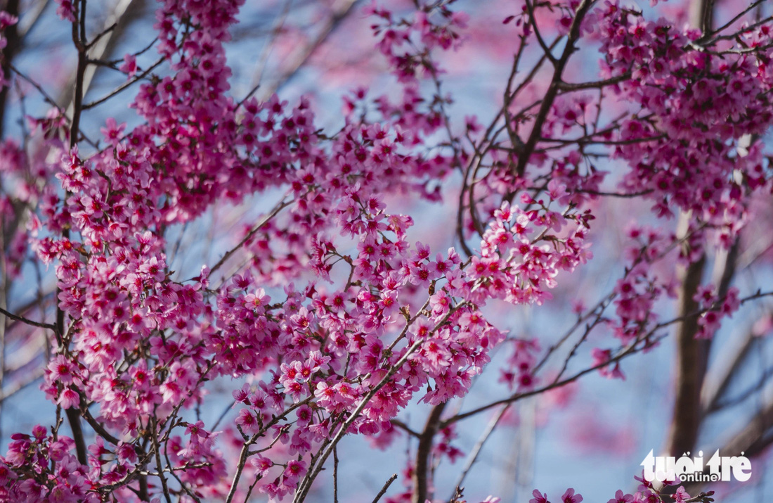 Cherry blossoms in the suburbs of Da Lat have bloomed - Photo: QUANG DA LAT