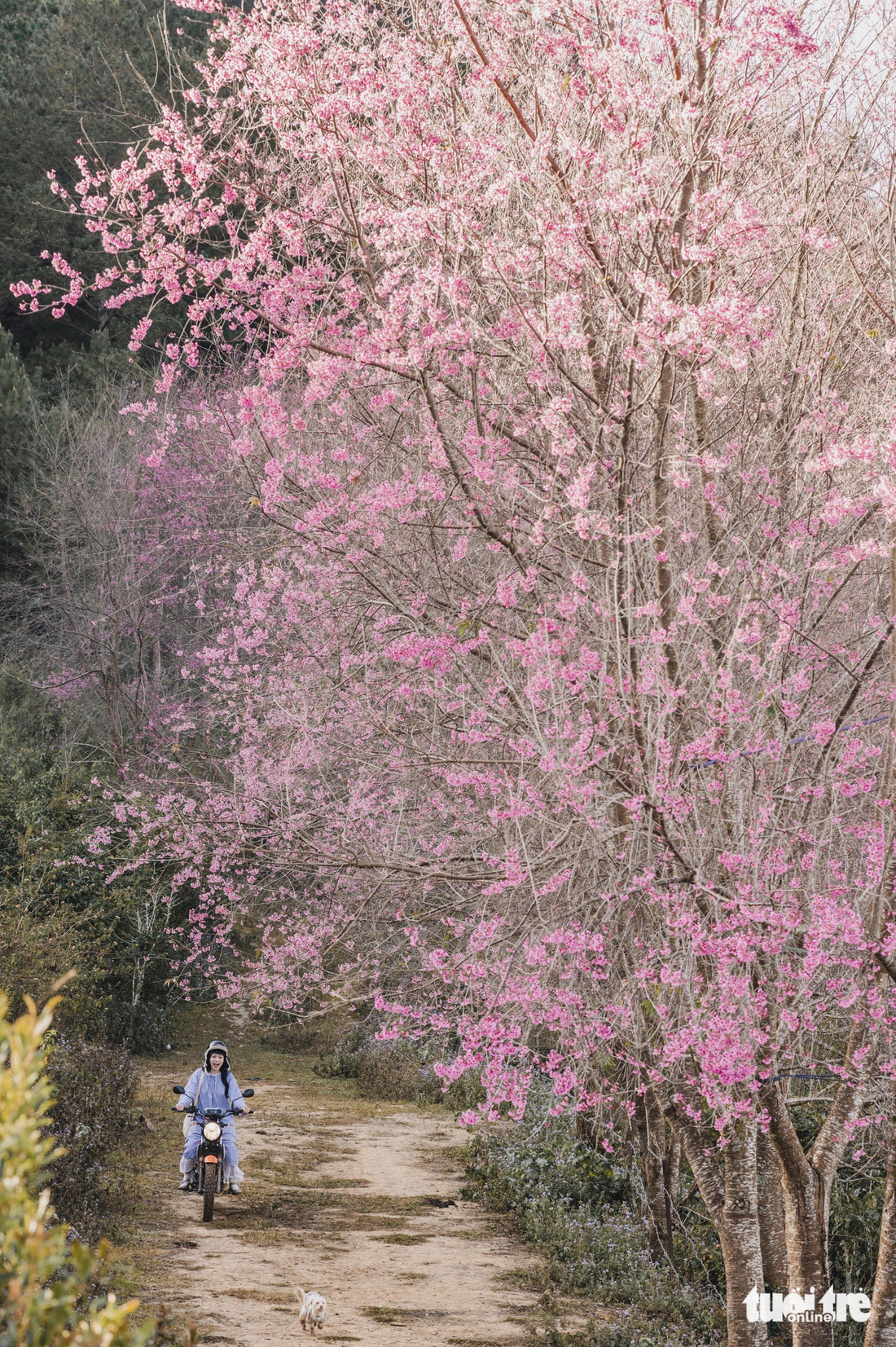 To enter the Langbiang mountain area to see flowers, tourists travel by all-terrain vehicles - Photo: QUANG DA LAT